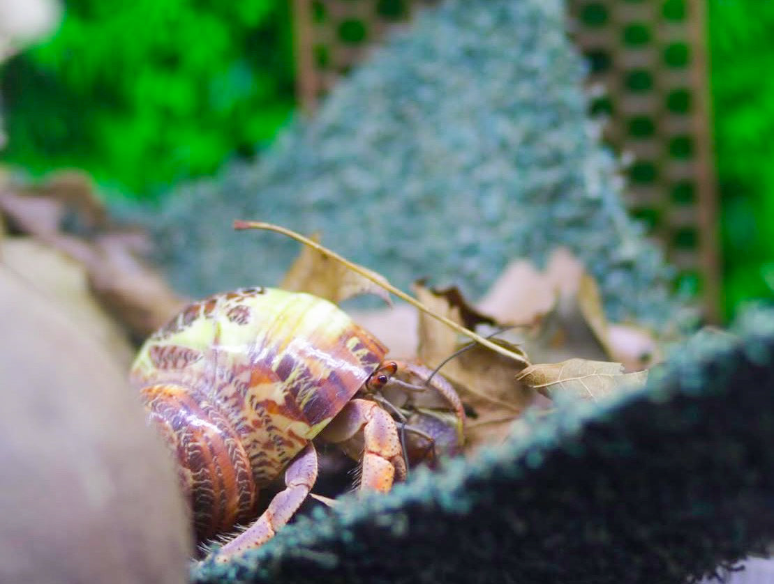 Norton's Nest Hammocks