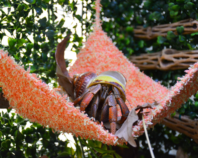 Norton's Nest Hammocks