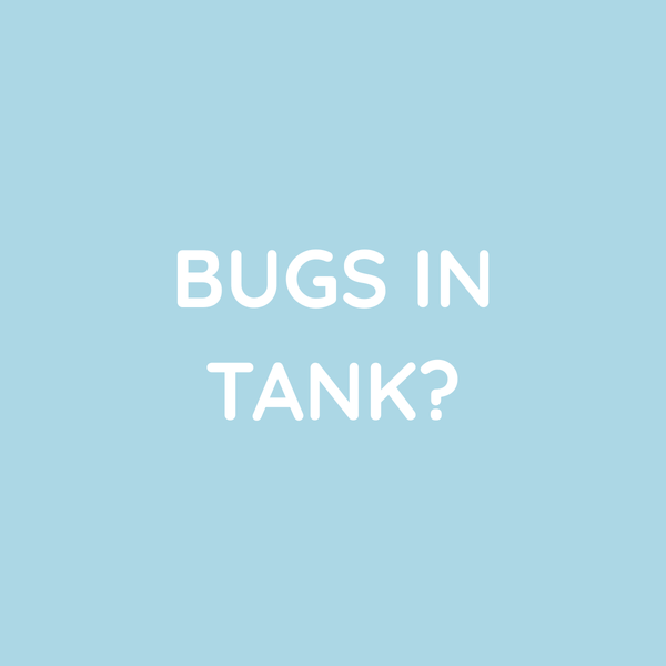 Bugs in Tank?