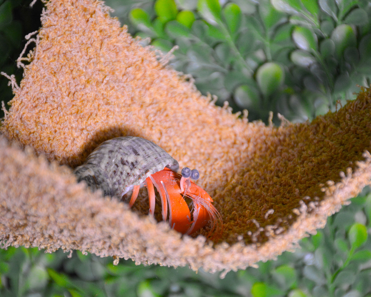 nortons-nest-hammocks-dune-hermit-crab-pet-supplies-accessories-tank-reptiles-enrichment-janie-groeling