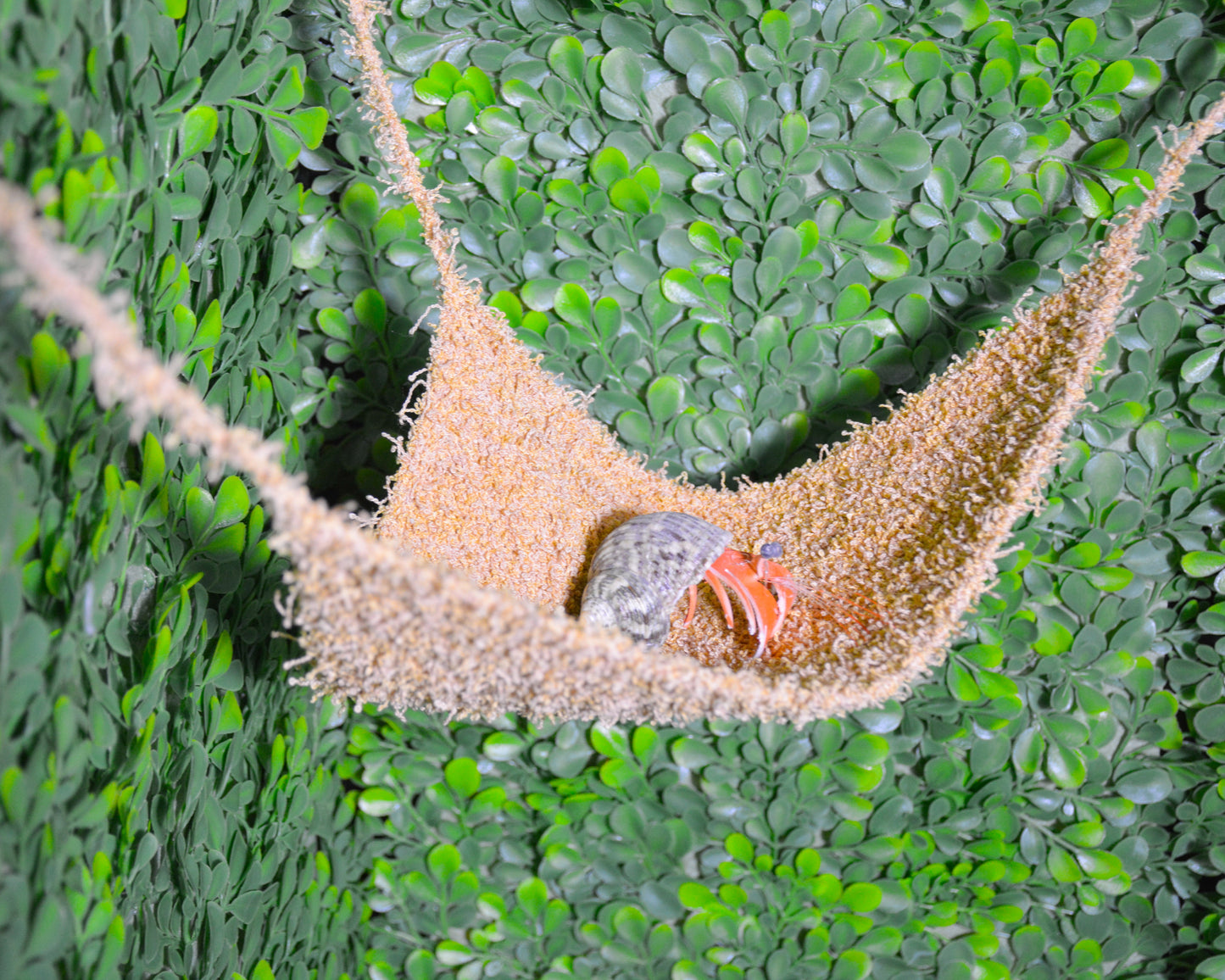 nortons-nest-hammocks-dune-hermit-crab-pet-supplies-accessories-tank-reptiles-enrichment-janie-groeling