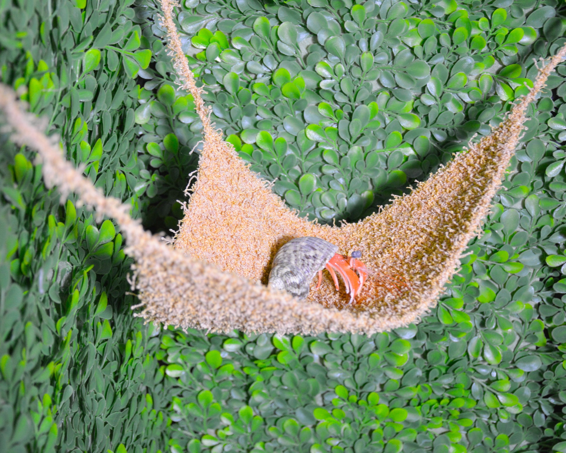 nortons-nest-hammocks-dune-hermit-crab-pet-supplies-accessories-tank-reptiles-enrichment-janie-groeling