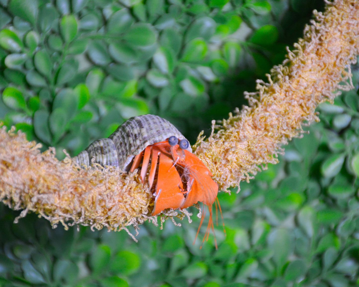 nortons-nest-hammock-climbing-vine-rope-tank-accessory-reptile-hermit-crab-pet-supplies-janie-groeling-dune