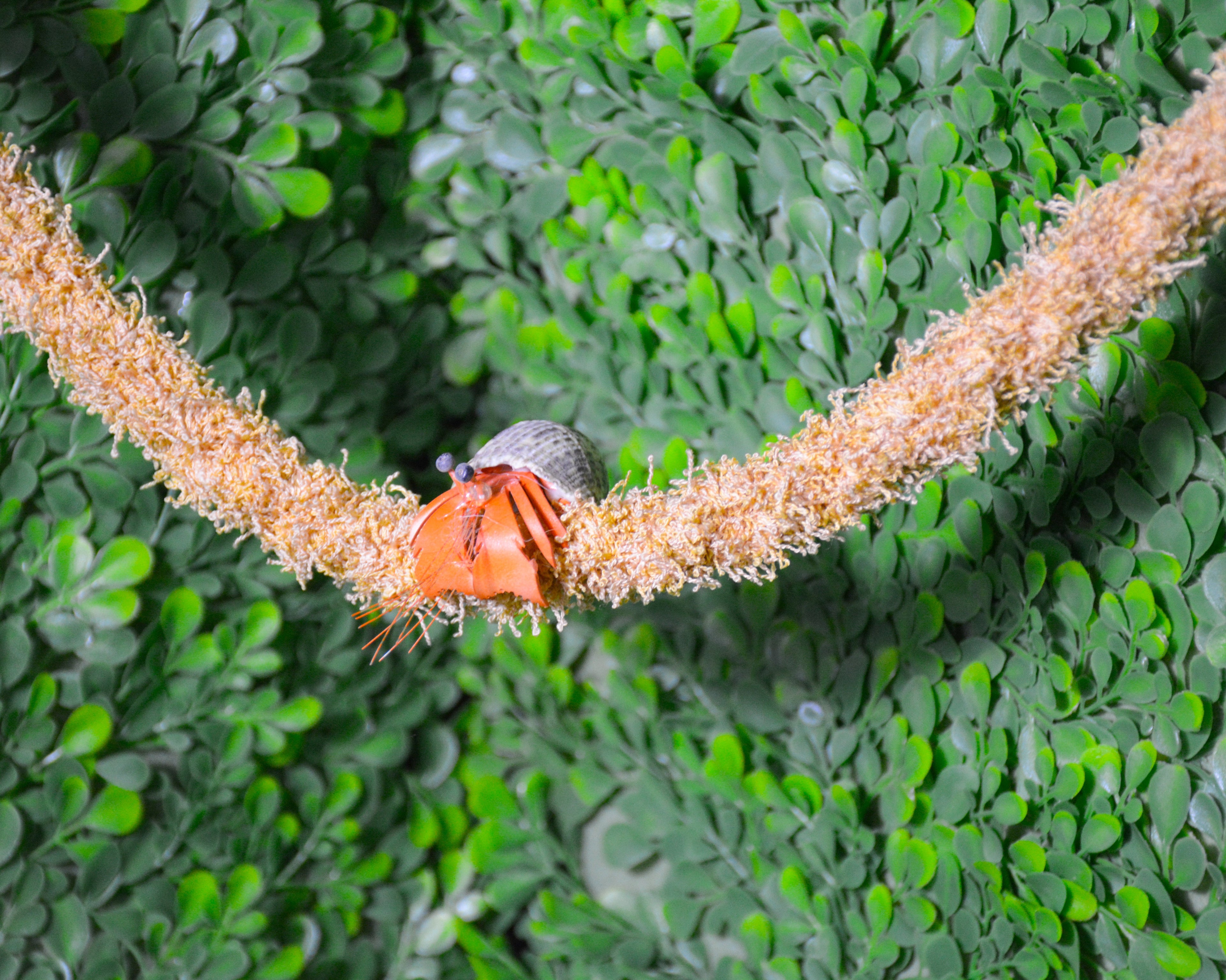 nortons-nest-hammock-climbing-vine-rope-tank-accessory-reptile-hermit-crab-pet-supplies-janie-groeling-dune