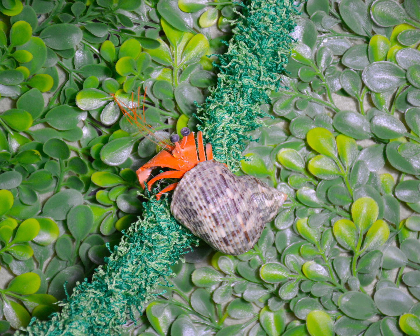 nortons-nest-hammock-climbing-vine-rope-tank-accessory-reptile-hermit-crab-pet-supplies-janie-groeling-jungle-green