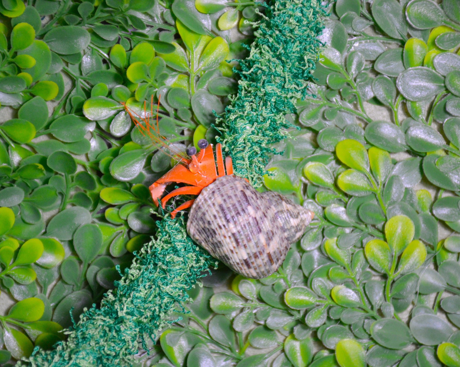 nortons-nest-hammock-climbing-vine-rope-tank-accessory-reptile-hermit-crab-pet-supplies-janie-groeling-jungle-green