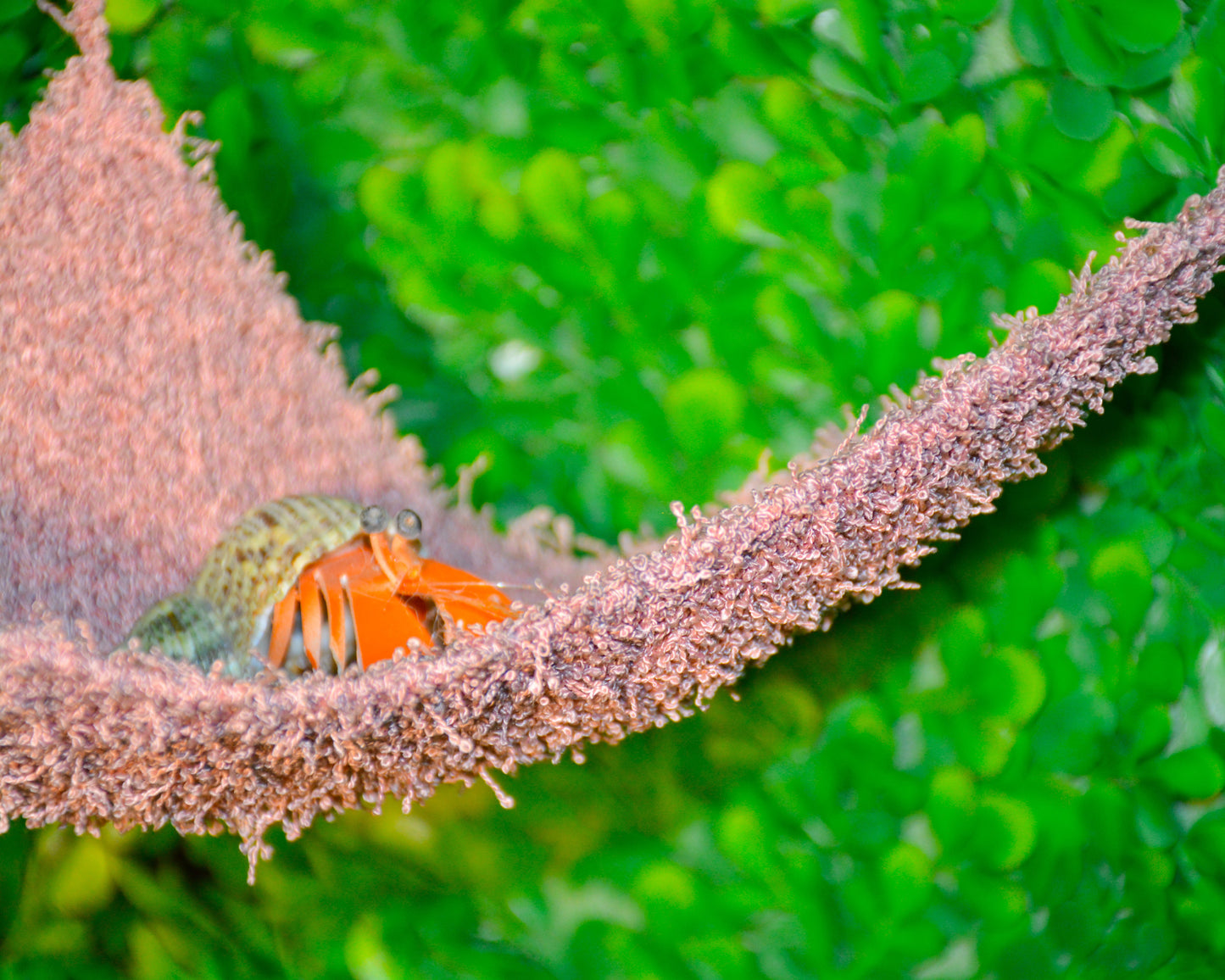 nortons-nest-hammocks-blush-pink-hermit-crab-pet-supplies-accessories-tank-reptiles-enrichment-janie-groeling