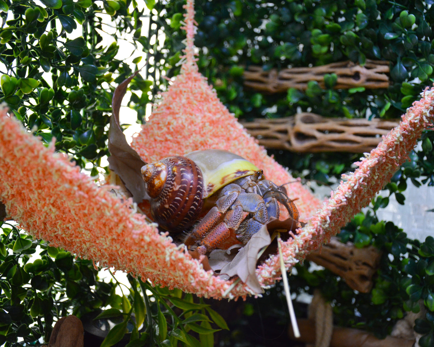 nortons nest hermit crab tank accessories climbing and hiding enrichment  moss hammock reptile hermit crab tank supplies pet supplies janie groeling hermit crab care citrus orange 