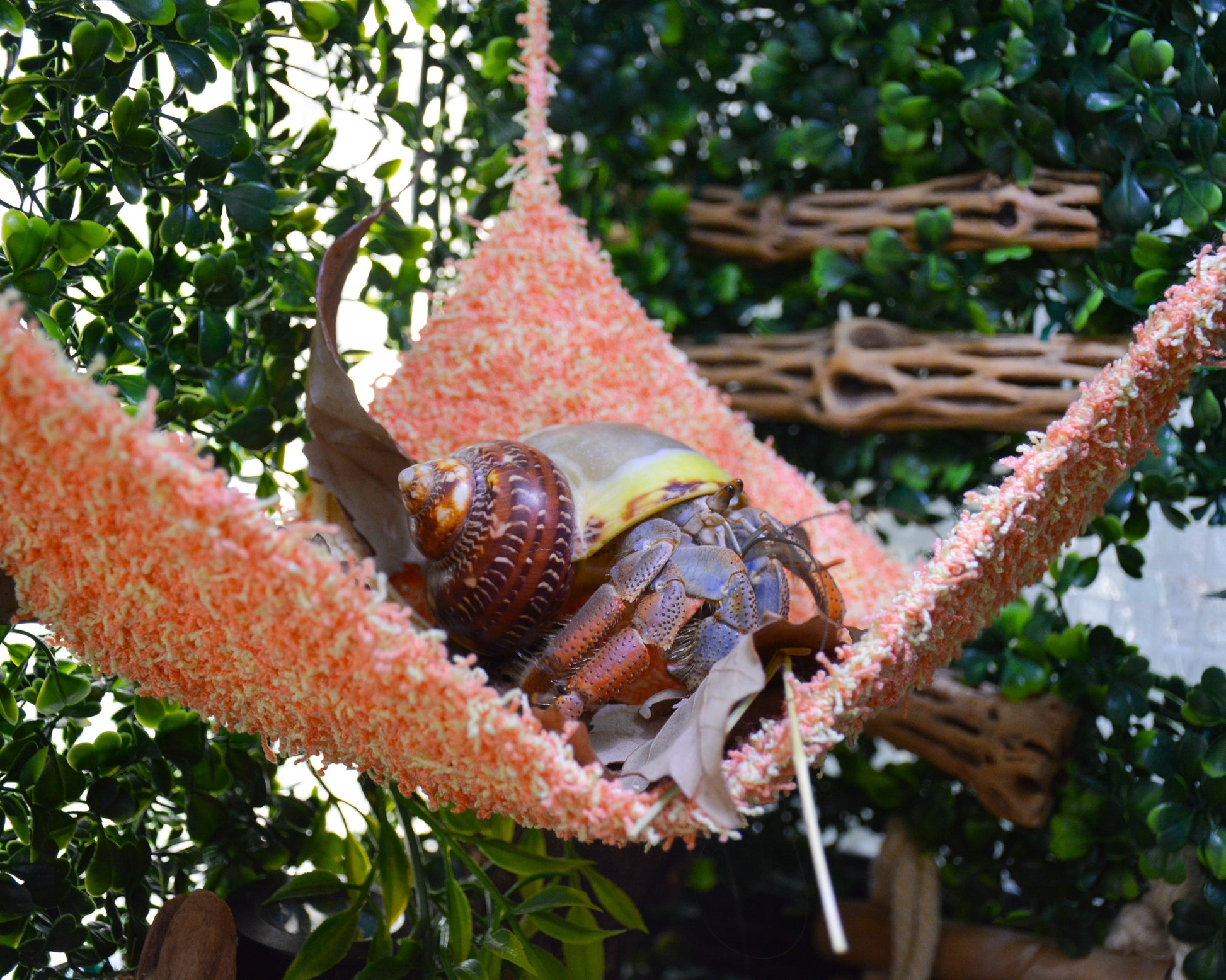 nortons nest hermit crab tank accessories climbing and hiding enrichment  moss hammock reptile hermit crab tank supplies pet supplies janie groeling hermit crab care citrus orange 
