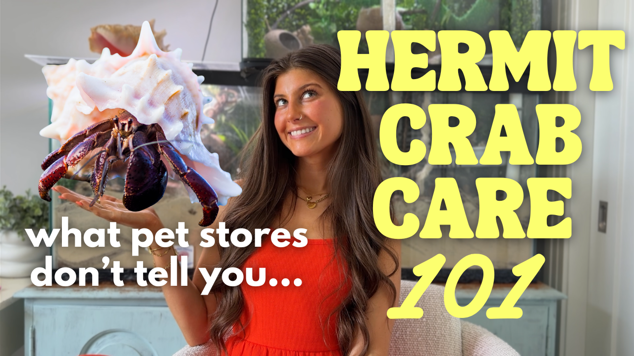 Load video: hermit crab care 101 for beginners