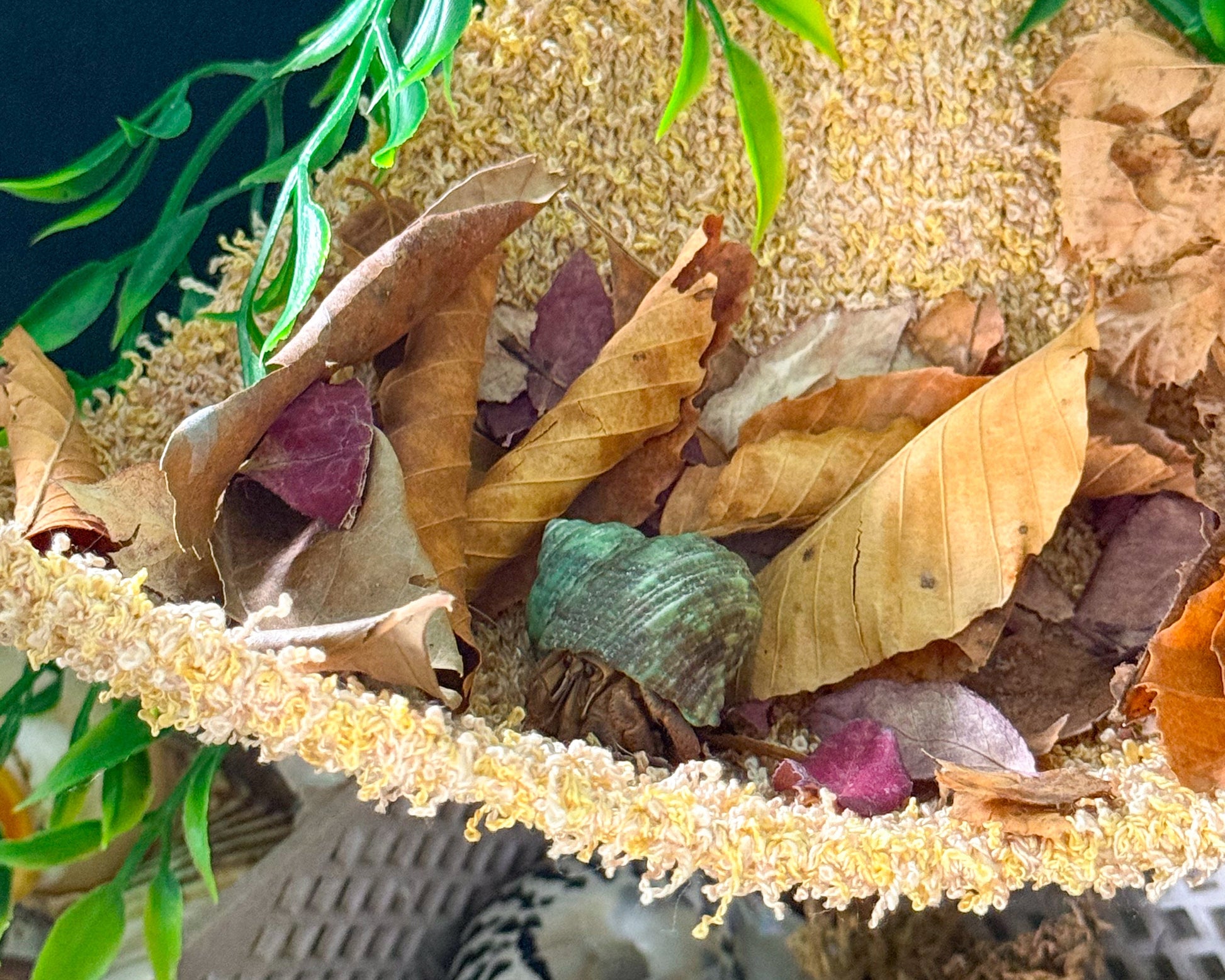 nortons-nest-hammocks-dune-hermit-crab-pet-supplies-accessories-tank-reptiles-enrichment-janie-groeling