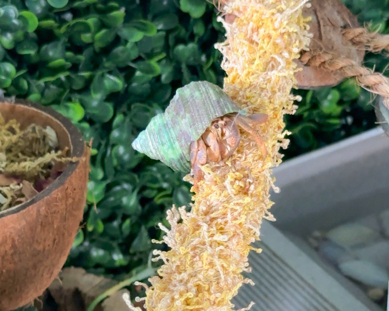 nortons-nest-hammock-climbing-vine-rope-tank-accessory-reptile-hermit-crab-pet-supplies-janie-groeling-dune