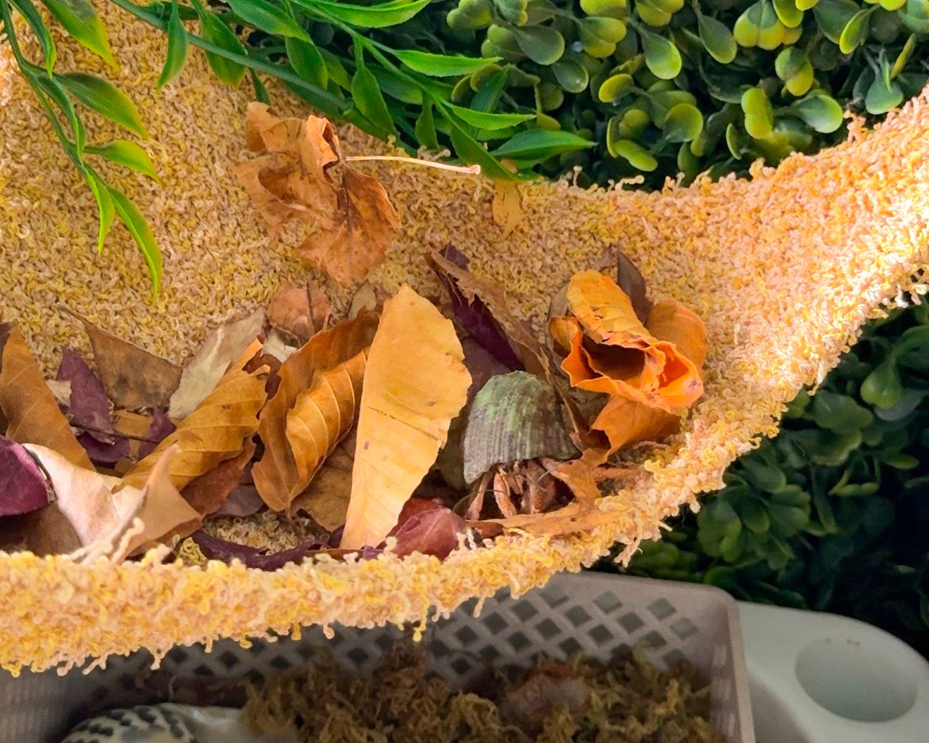 nortons-nest-hammocks-dune-hermit-crab-pet-supplies-accessories-tank-reptiles-enrichment-janie-groeling
