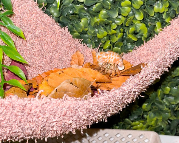 nortons-nest-hammocks-blush-pink-hermit-crab-pet-supplies-accessories-tank-reptiles-enrichment-janie-groeling