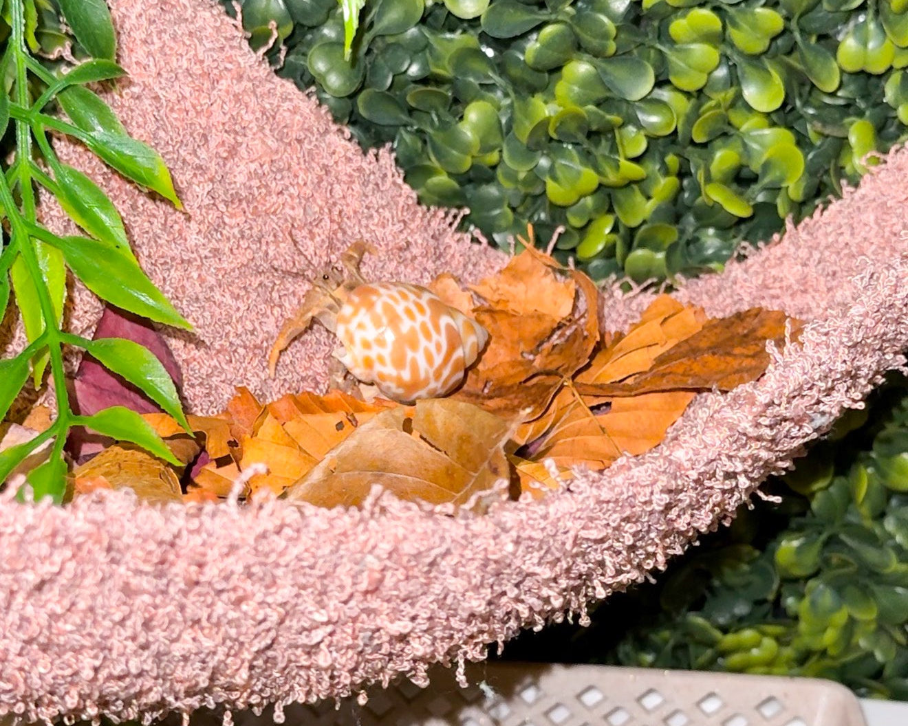 nortons-nest-hammocks-blush-pink-hermit-crab-pet-supplies-accessories-tank-reptiles-enrichment-janie-groeling