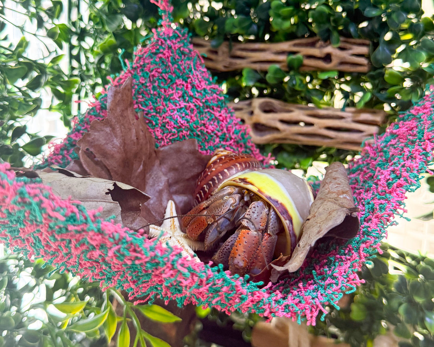 nortons nest hermit crab tank accessories climbing and hiding enrichment  moss hammock reptile hermit crab tank supplies pet supplies janie groeling hermit crab care watermelon