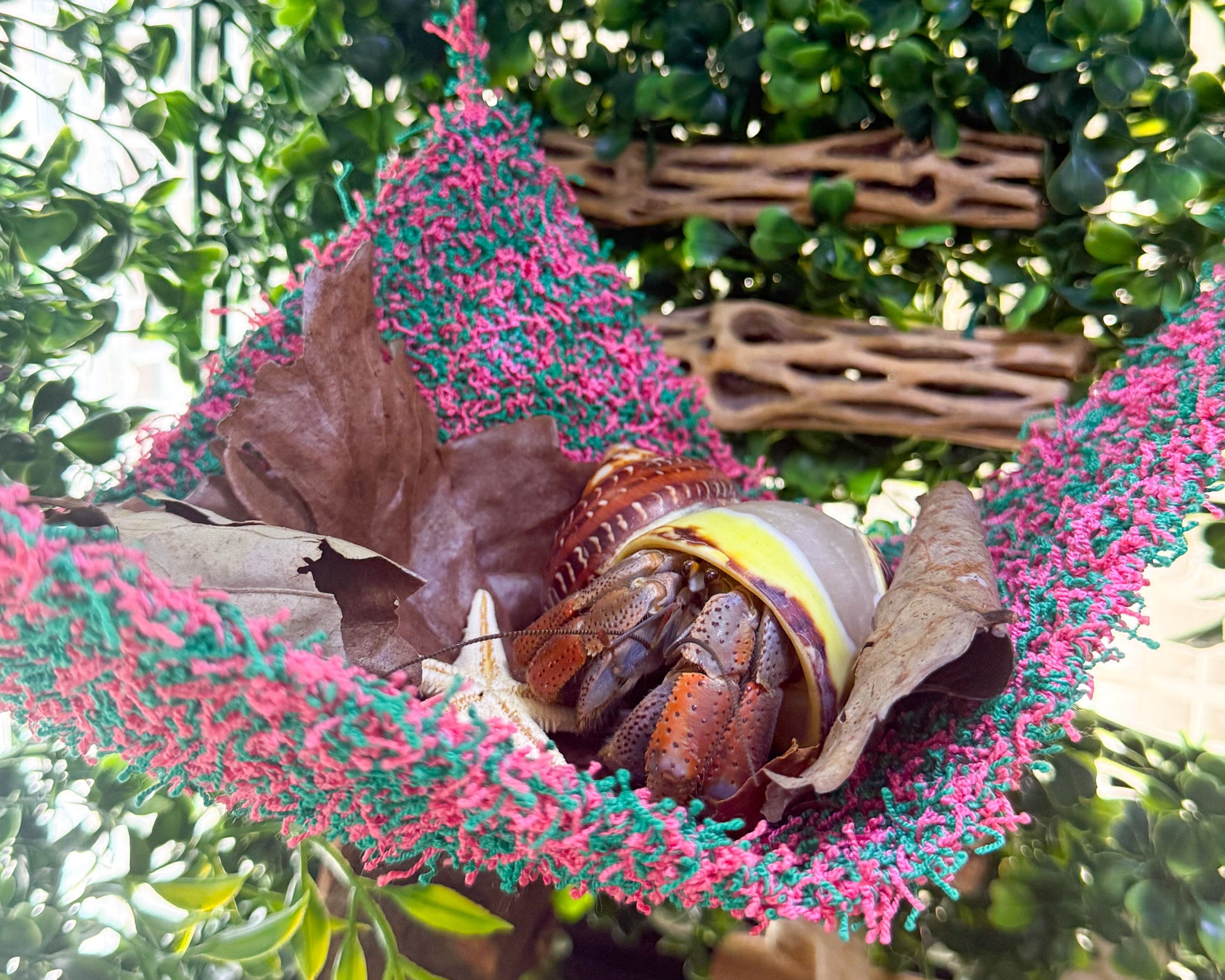 nortons nest watermelon climbing hermit crab enrichment bundle hammock climbing vine rope reptiles hermit crabs pet supplies tank accessories janie groeling