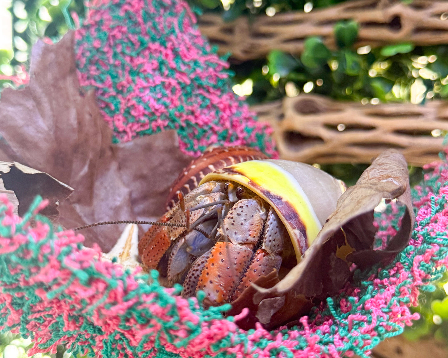 nortons nest hermit crab tank accessories climbing and hiding enrichment  moss hammock reptile hermit crab tank supplies pet supplies janie groeling hermit crab care watermelon