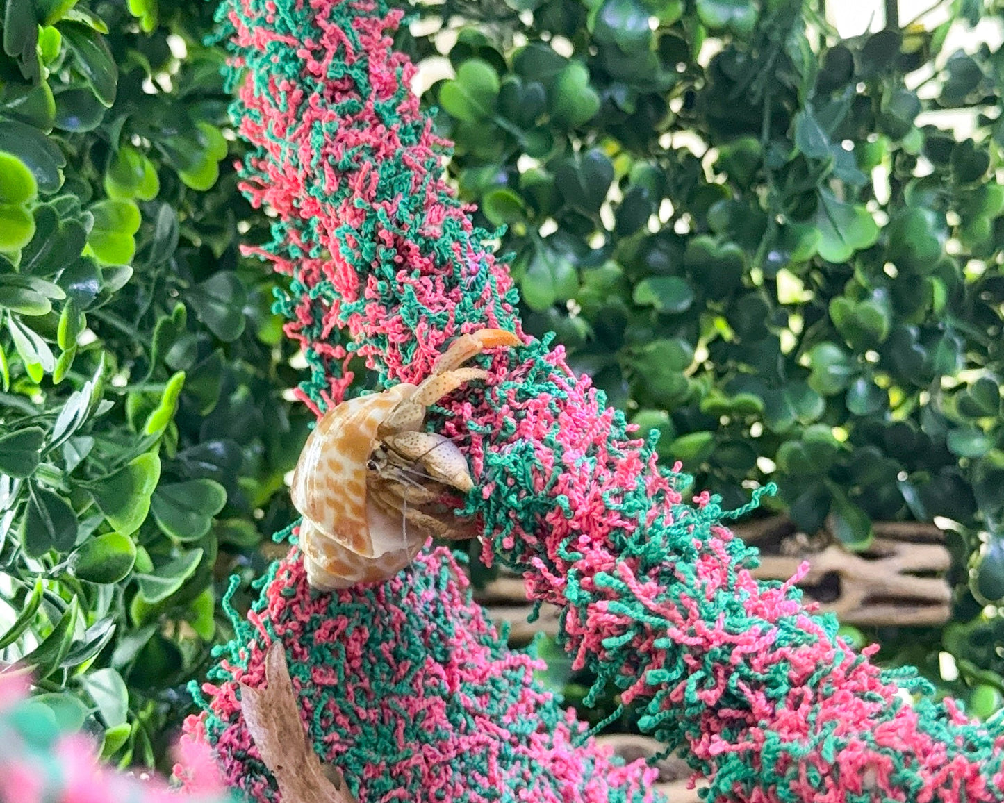 nortons nest hammock climbing vine rope tank accessory reptile hermit crab pet supplies janie groeling tank enrichment watermelon