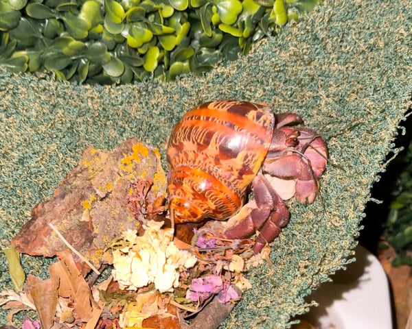 nortons-nest-hammock-climbing-tank-accessories-hermit-crabs-reptiles-pet-supplies-janie-groeling-enrichment-moss-green