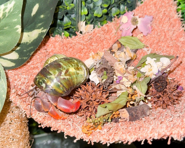 nortons-nest-hammock-climbing-tank-accessories-hermit-crabs-reptiles-pet-supplies-ocean-blue-janie-groeling-enrichment