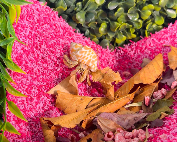 nortons nest hermit crab climbing enrichment hammock foraging climbing tank accessory pink janie groeling hermit crab care tank supplies crab reptile pet