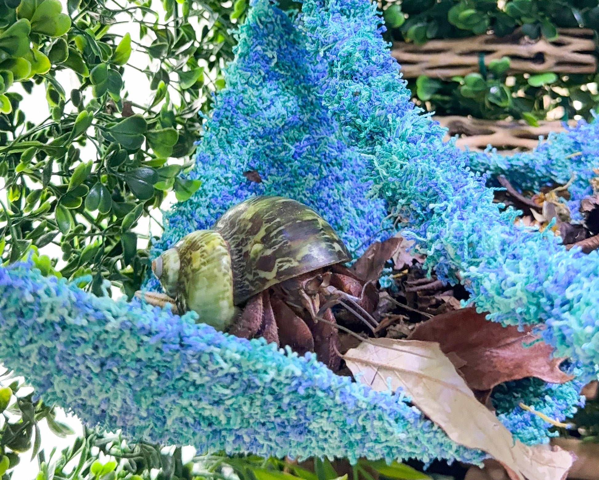 nortons nest watermelon climbing hermit crab enrichment bundle hammock climbing vine rope reptiles hermit crabs pet supplies tank accessories janie groeling