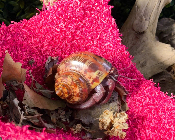 nortons-nest-hammocks-pink-raspberry-hermit-crab-pet-supplies-accessories-tank-reptiles-enrichment-janie-groeling