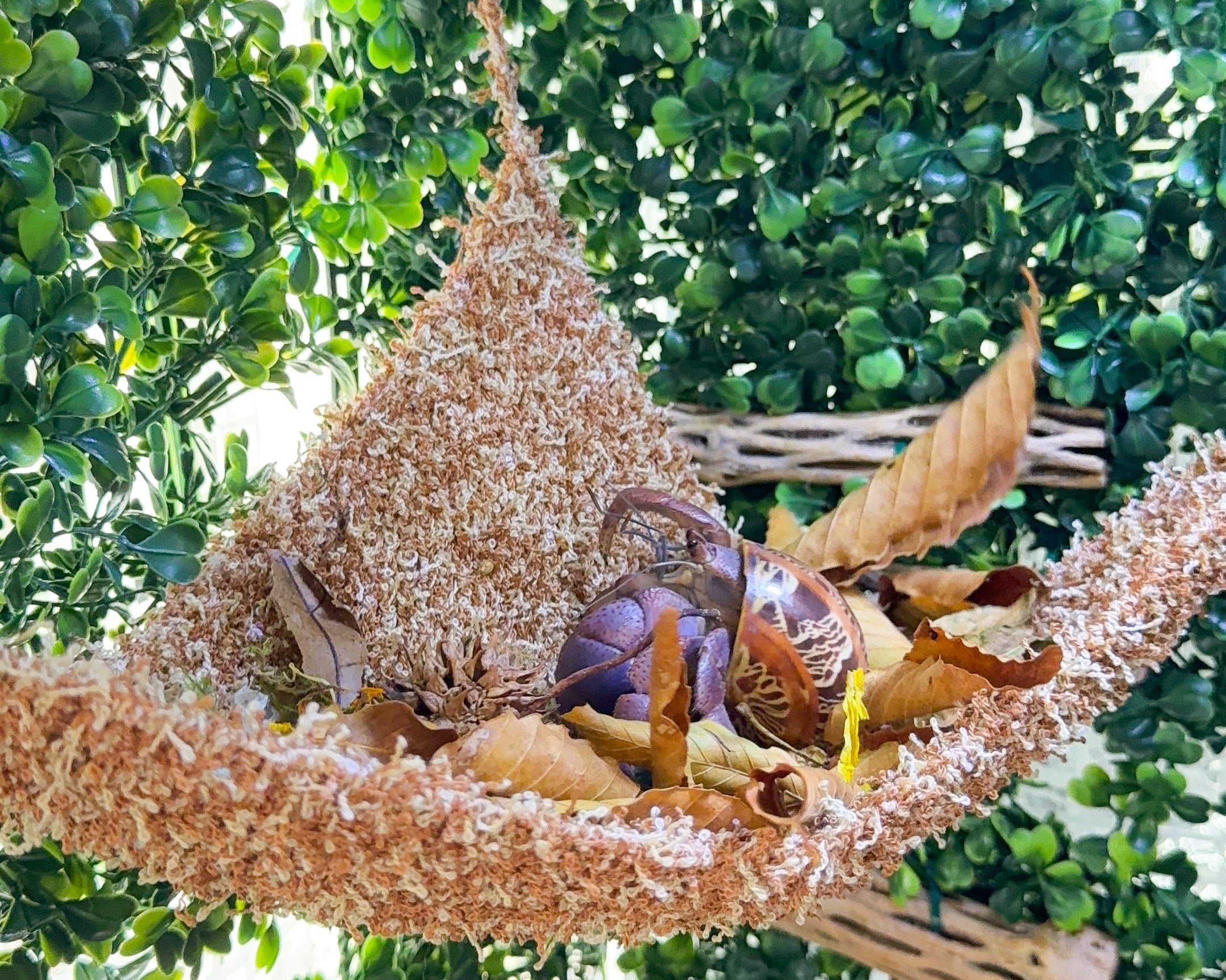 nortons nest hermit crab tank accessories climbing and hiding enrichment brown espresso moss hammock reptile hermit crab tank supplies pet supplies janie groeling hermit crab care 