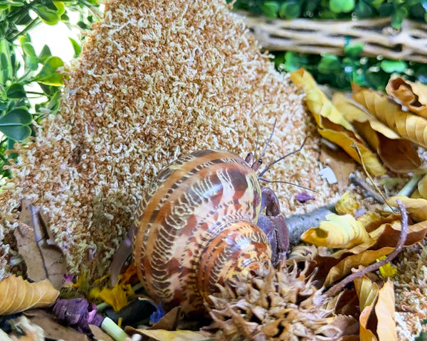 nortons nest hermit crab tank accessories climbing and hiding enrichment brown espresso moss hammock reptile hermit crab tank supplies pet supplies janie groeling hermit crab care 