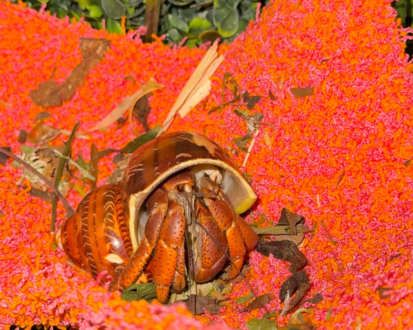 nortons-nest-hammock-climbing-tank-accessories-hermit-crabs-reptiles-pet-supplies-janie-groeling-enrichment-coral-reef