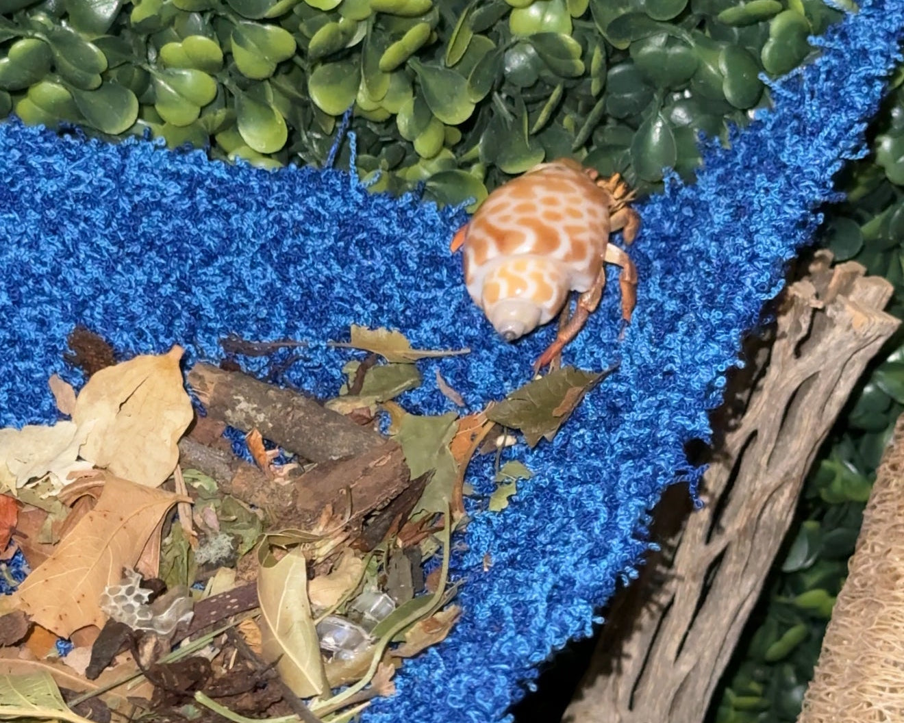 nortons-nest-hammock-climbing-tank-accessories-hermit-crabs-reptiles-pet-supplies-ocean-blue-janie-groeling-enrichment