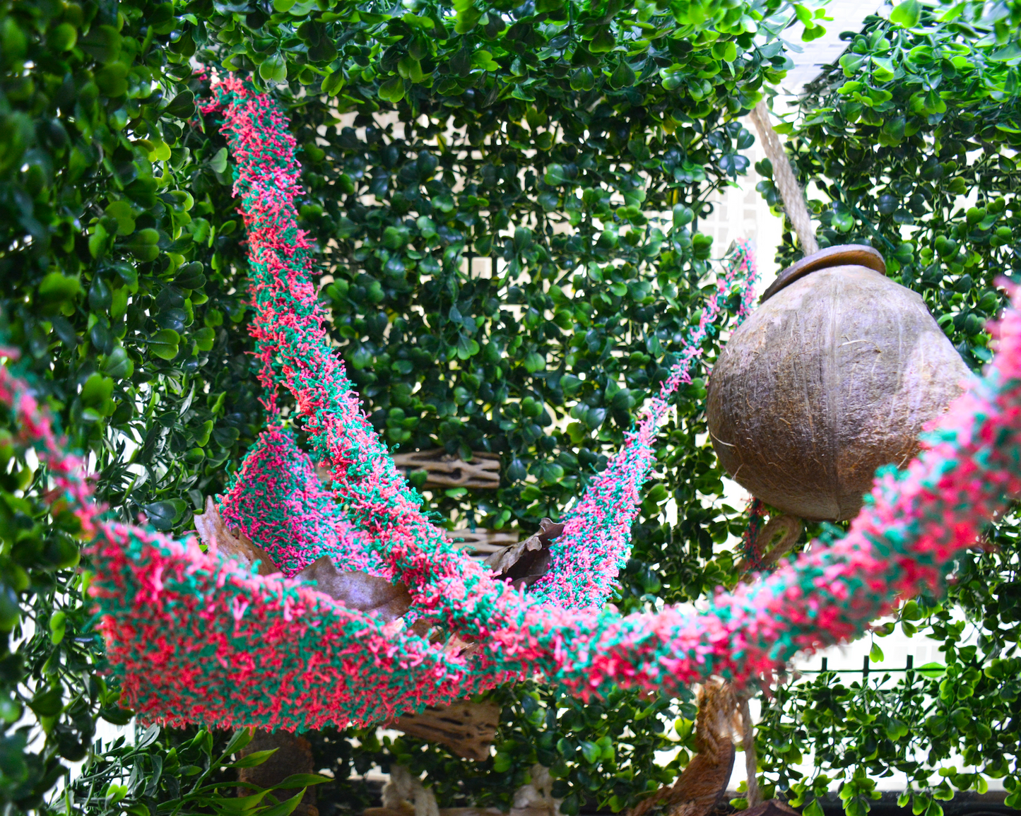 nortons nest watermelon climbing hermit crab enrichment bundle hammock climbing vine rope reptiles hermit crabs pet supplies tank accessories janie groeling